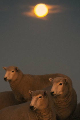 Sheep at night