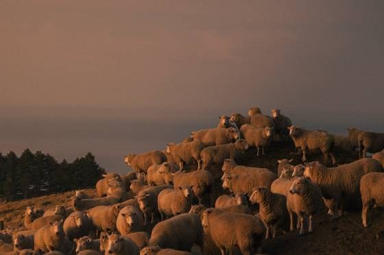 A flock of sheep at dusk